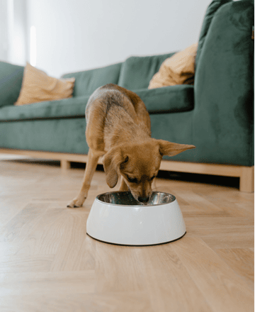 productos veterinaria